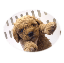 トイプードルの基礎知識