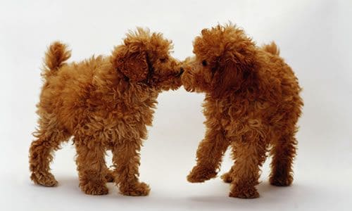 トイレのしつけ方