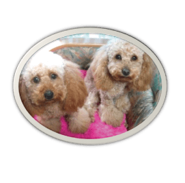 トイプードルの五感