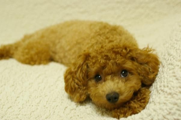 ティーカッププードル