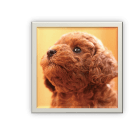 トイプードルの散歩のポイント