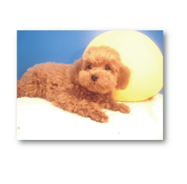 おすすめの散歩グッズ