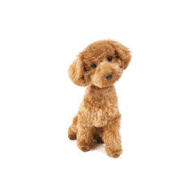 ハウスのしつけ方