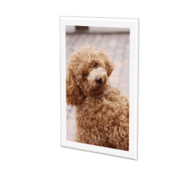 歯周病を予防しよう