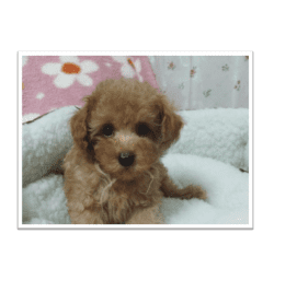 トイプードルを飼うための準備