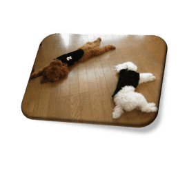 トイプードルの目ヤニの取り方